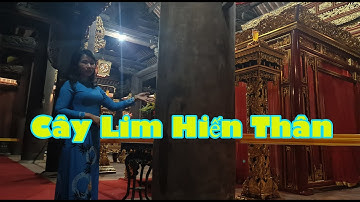 Cây Lim ‘Hiến Thân’ Trong Chính Điện Dát Vàng Lam Kinh ở Xứ Thanh