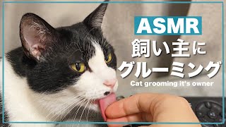 CAT ASMR猫がザリッザリと音を立てながら飼い主を舐める音#173