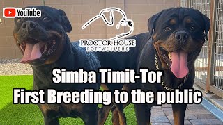 Simba Timit-Tor - Arizona Rottweiler Stud Service