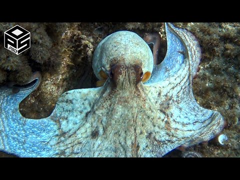 PESCASUB Polpi e pesci Pesca nel sottocosta Pesca subacquea – Spearfishing octopus  2023