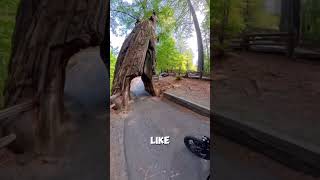 I GOT LOST in the REDWOODS 😳 head on a swivel🤦🏻‍♀️ #motovlog #insta360x5 #redwoodtrees #bikergirl