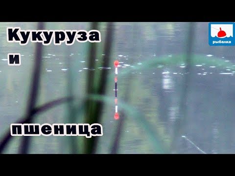 Грант на крс