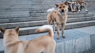 картинка: Бездомная собака неотступно следует за домашней, в глубине души мечтая о тёплом доме.