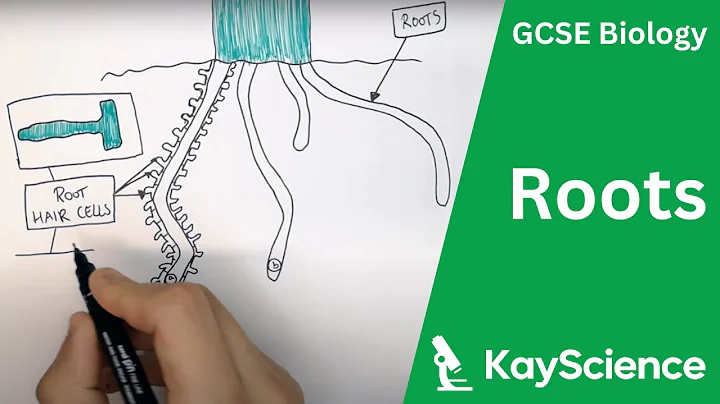 Root Adaptations - GCSE Biology | kayscience.com - DayDayNews