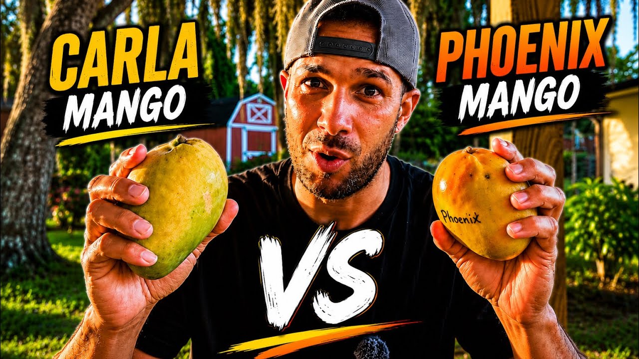 Battle of the New Zill Mango Varieties | Carla vs Phoenix - YouTube