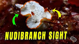 Beautiful Nudibranch Up-Close Sighting