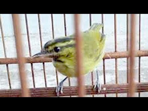 Burung Kerak Basi Gacor dor Luar biasa Buat Master 
