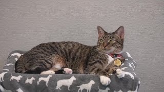 How you can help the Capital Area Humane Society empty the shelter