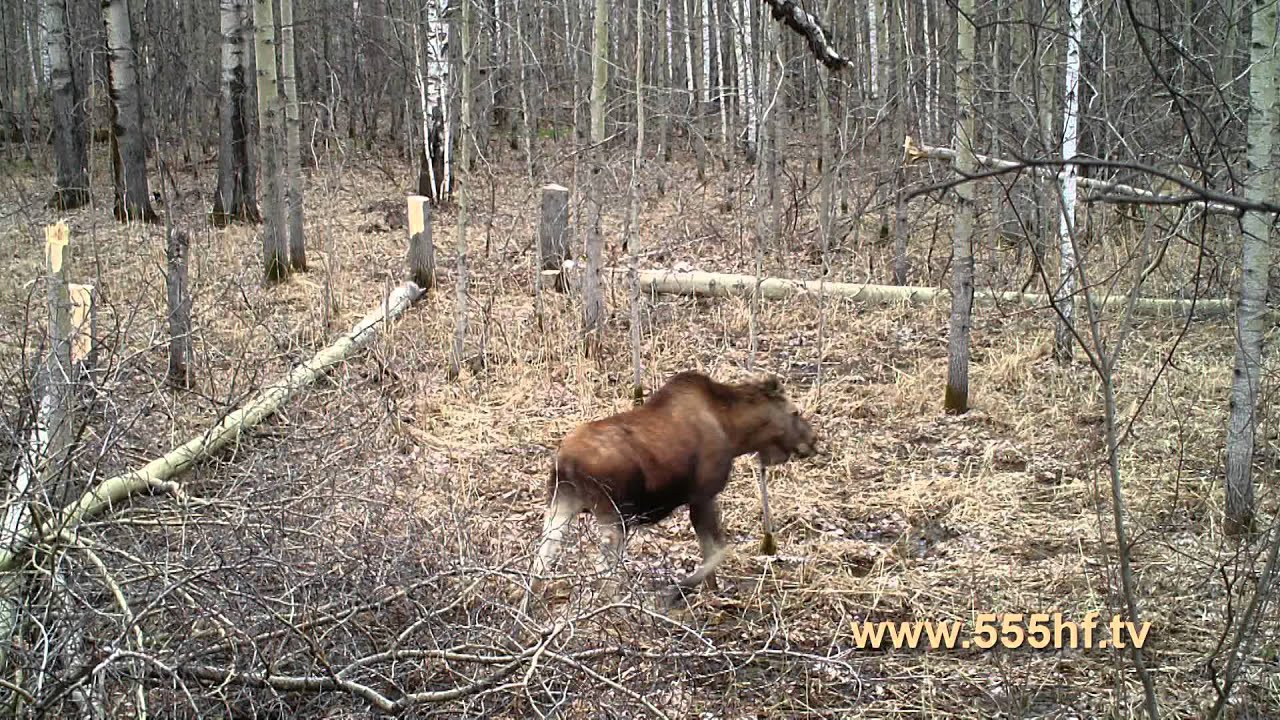 Петля на лося. ЛОВУШКА на кабана.