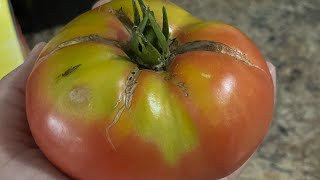 Blight On Tomatoes | Garden Update | Container Garden by Gardens and Grace 240 views 9 months ago 21 minutes