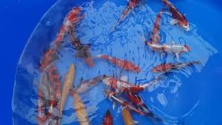 Download Lagu Yagenhi MP3