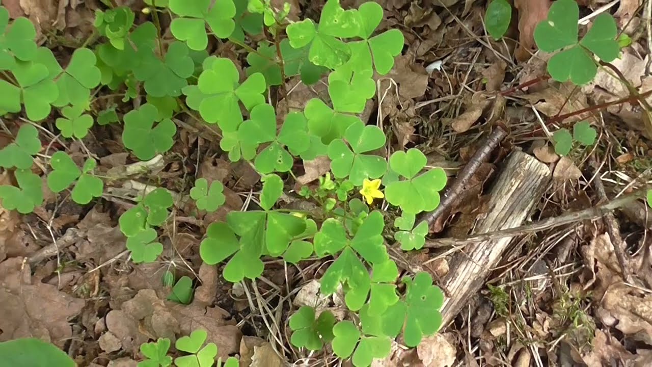 Stijve klaverzuring - Oxalis stricta