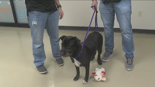 Meet ARL's adoptable pup Panda, learn about Therapets, adoption events