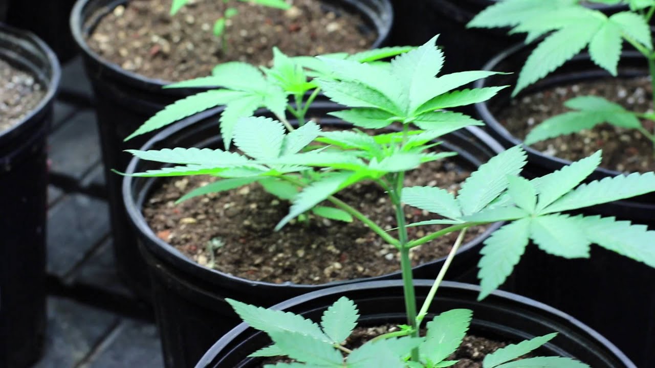 How to grow "Mendo Dope" from Seed - Part 1