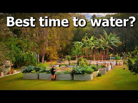 When is the best time to water your garden?