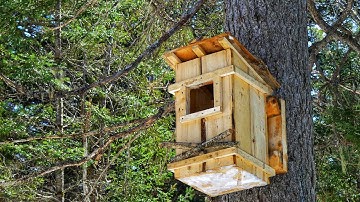 Building an Owl Nest Box for the Barred Owl in the Canadian Wilderness