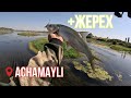 СИРДАРЬЕ КАНАЛИДА ЖЕРЕХ ОВИ😱/ РЫБАЛКА НА ЖЕРЕХА НА РЕКЕ СЫРДАРЬЯ/ БЕШЕННЫЕ ПОКЛЕВКИ