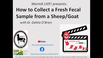 WormX LIVE! How to Collect a Fresh Fecal Sample from a Sheep/Goat