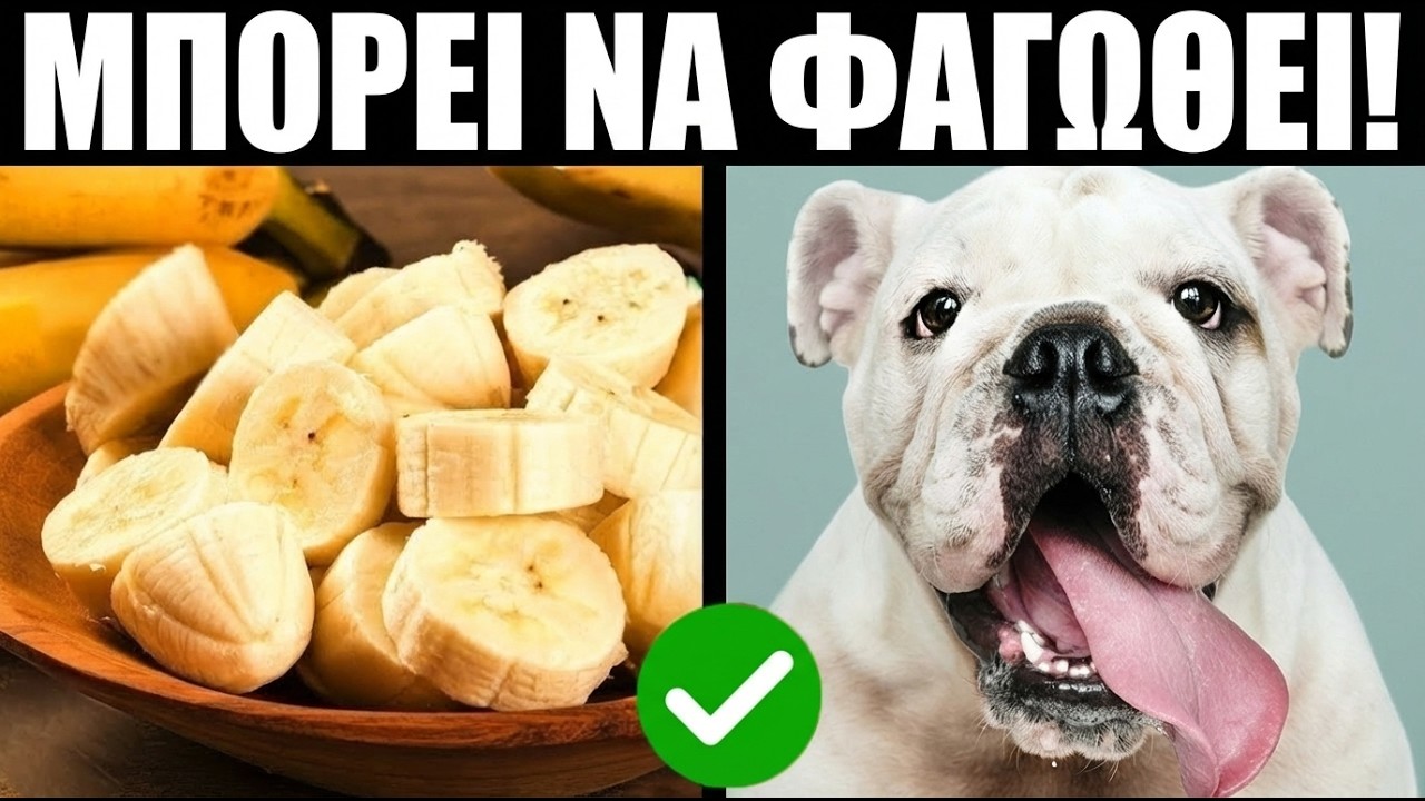 15 ΤΡΟΦΕΣ Από Το Τραπέζι Σου Που ΠΡΕΠΕΙ Να Δώσεις Στον Σκύλο Σου!