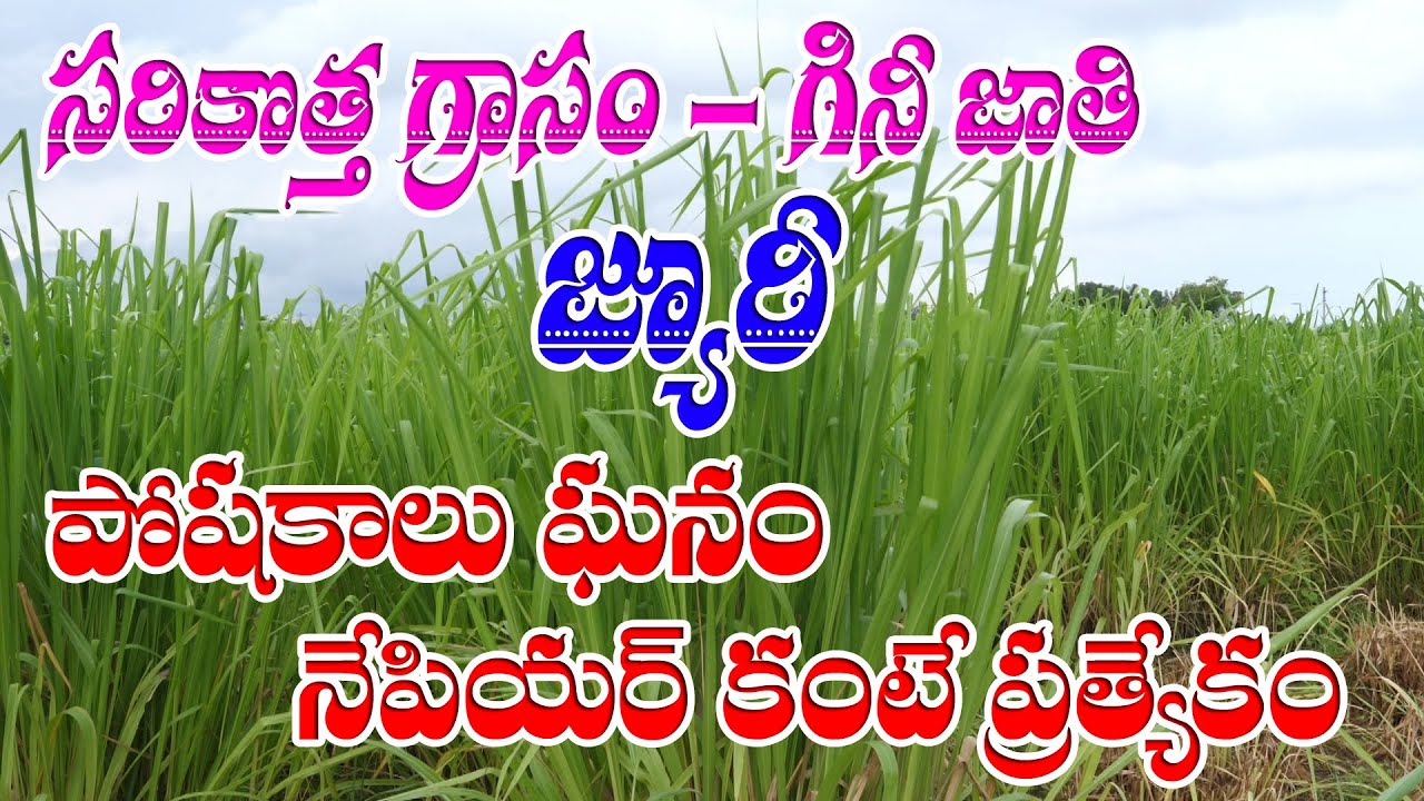 Jury| New Green Fodder | yields 150 Tonnes per Acre & rich proteins సరికొత్త గడ్డి జ్యూరీ