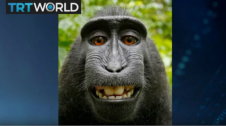 Monkey Selfie Lawsuit: PETA Director Elisa Allen d...