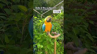 Bella & Rio 😄 #shorts #tiere #vogel #birds #macaw #freeflight #parrot #natur #animals #diy
