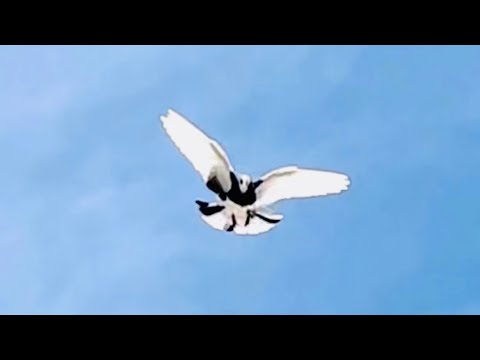 HERKÜLÜN OĞLU DÖNÜYOR 🎥RIDVAN KOÇ ARENA spinner Pigeons donek dunek Dönek güvercin dönüş Muradiye
