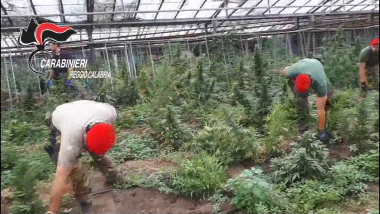 Sequestro piantagione marijuana