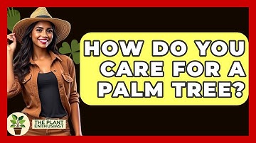 How Do You Care For A Palm Tree? - The Plant Enthusiast