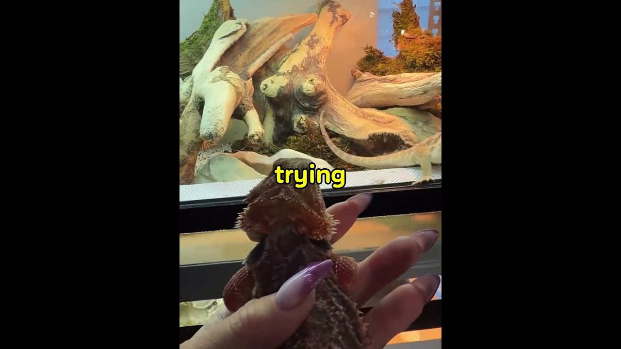 This Bearded Dragon Fell in Love… Literally 😂#usa
