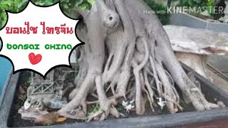 บอนไซ ไทรจีน bonsai china