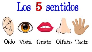 👅 The 5 Senses / Sense Organs 👋 [Easy and Fast] | BIOLOGY |