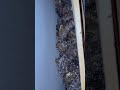Воскова міль Воскова міль