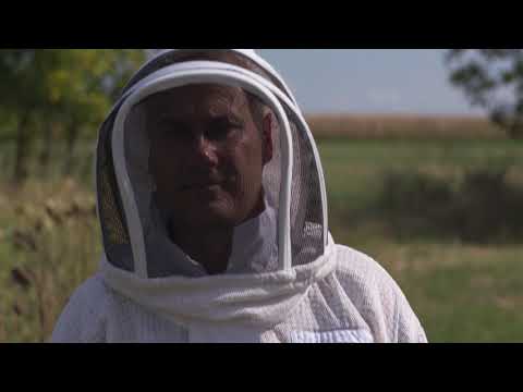 Видео: Историята на пчеларството от пчеларството до рамковия кошер