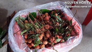 Mua Vải Thiều (Lục Ngạn, Bắc Giang) Ở Sài Gòn ♥