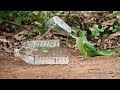 First Creative Unique Parrot Trap Using Oil Bottle - Powerful Trap for Parrots