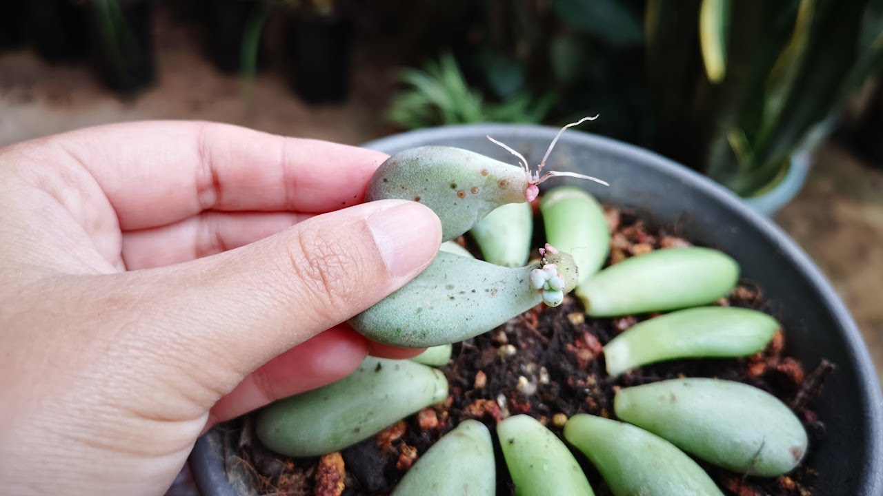 多肉叶片扦插 1个简单 动作 发根快 不黑腐 Youtube