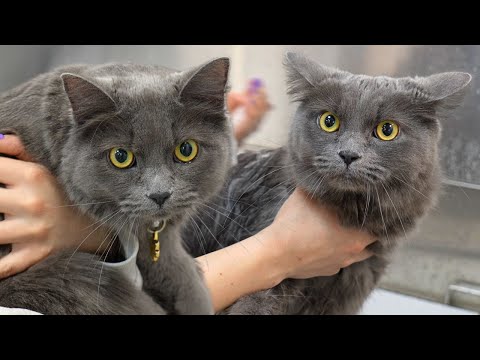 Two of the most perfect, adorable, loving, sweet kitties I&#39;ve ever met 😍