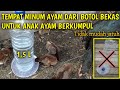 Tempat minum ayam dari botol bekas untuk anak ayam berkumpul