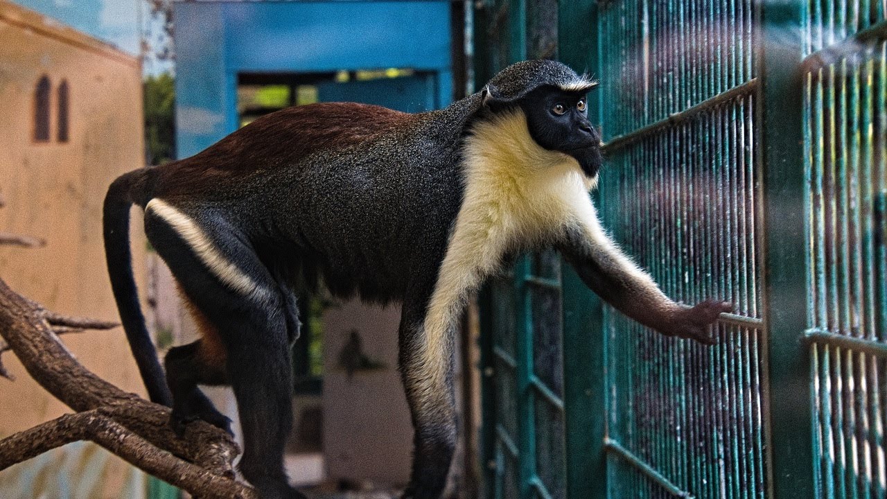 10 Wild Animals in Liberia