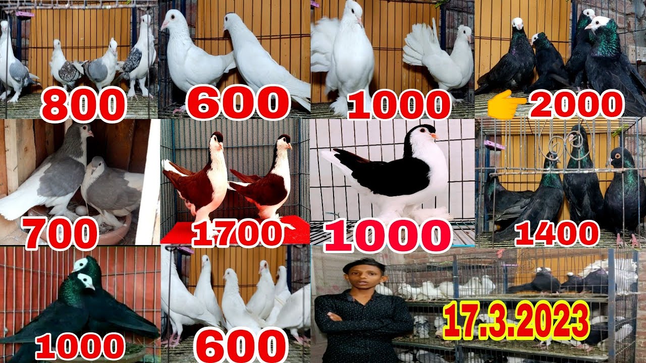 সবচেয়ে কম দামে কবুতর কিনুন || পাইকারি দামে কবুতর কিনুন -১০০%