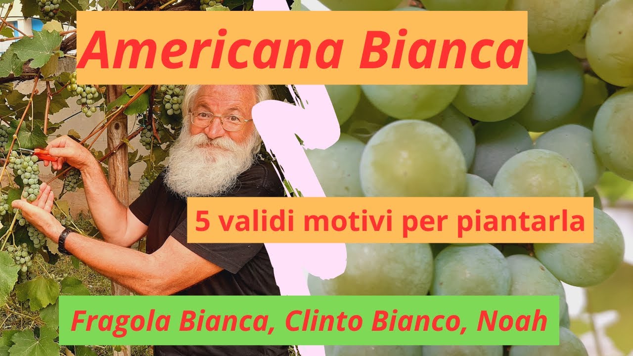 Bandiera americana in bianco e nero, bandiera USA in bianco e