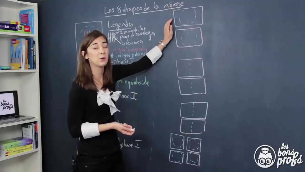 Les 8 étapes de la méiose - SVT - Les Bons Profs