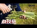 《科技苑》乡村治污绿智慧 烦心“尾菜”大变身 20180820 | CCTV农业