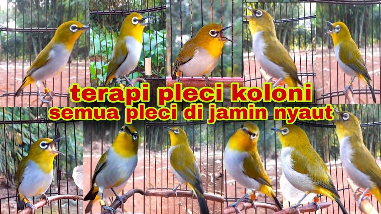 Terapi Untuk Pleci Macet Bunyi || Terapi Pleci Koloni || Suara Pleci Ribut || Terapi Pleci Buxtoni
