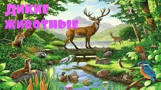 Звуки диких животных для самых маленьких. Как говорят животные для малышей Звуки диких животных для самых маленьких. Как говорят животные для малышей