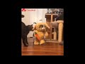 FUNNY CATS! 😺