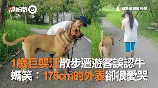 1歲巨嬰汪散步遭遊客誤認牛　媽笑：176cm的外表卻很愛哭
