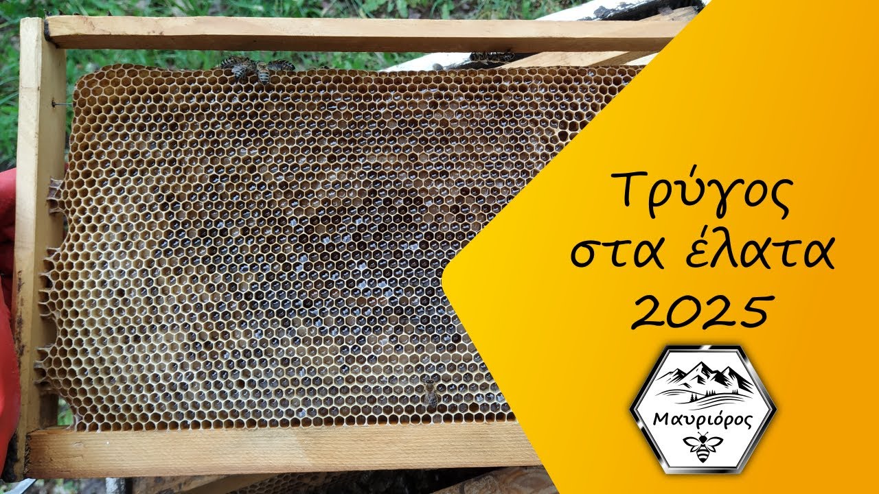 Τρύγος στα έλατα 2025