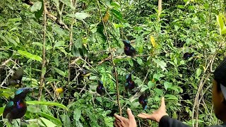 BURUNG KOLIBRI NINJA RAJA ATAU BURUNG KING KONIN INCARAN AKHIRNYA NYANGKUT DI LEM TIKUS